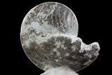 Polished Ammonite Fossil on Stone - Morocco #67424-3
